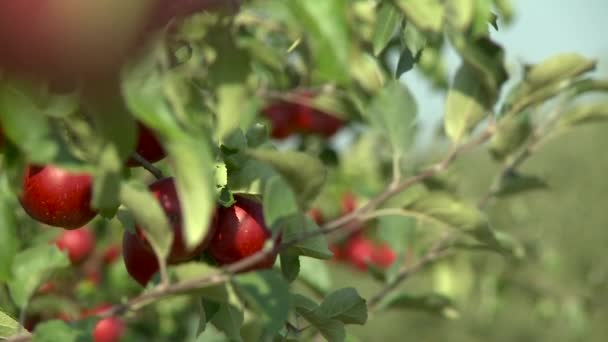 Rijpe appels in de tuin — Stockvideo