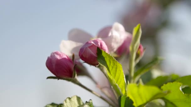 Manzano en flor en Europa del Este — Vídeos de Stock