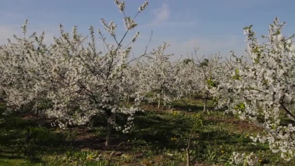 Ανθίζοντας δέντρο μηλιάς στην Ανατολική Ευρώπη — Αρχείο Βίντεο