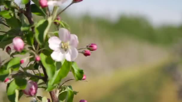 Bloeiende appelboom in Oost-Europa — Stockvideo