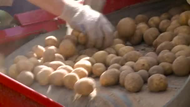 Die Kartoffeln gehen ans Fließband — Stockvideo