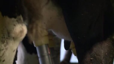 Doğu Avrupa'da bir mandıra