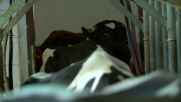 在东欧的奶牛场 — 图库视频影像