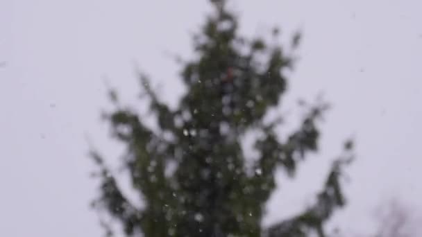 Vackra snöfall på bakgrund av Gran — Stockvideo