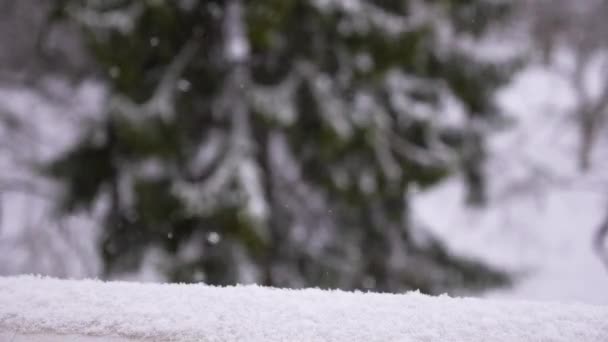 Beautiful snowfall on the background of spruce — Stock Video