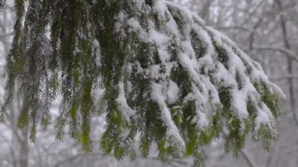 Bela queda de neve no fundo do abeto — Vídeo de Stock
