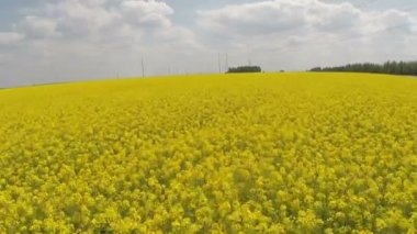 Bir çiçek açan kanola alanın üzerinde uçan düşük