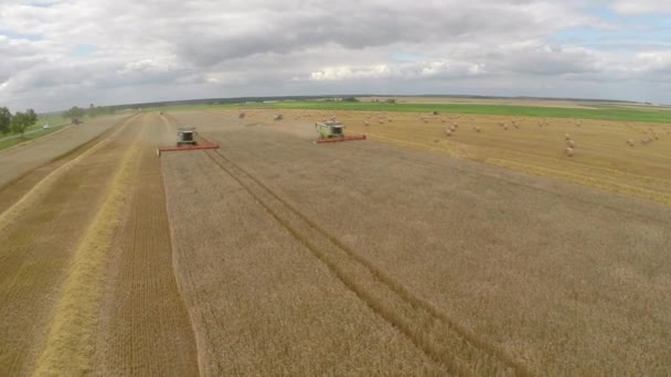 Cesoie per la raccolta del grano — Video Stock