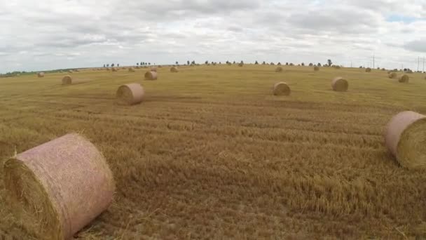 Tesouras para colheita de trigo — Vídeo de Stock