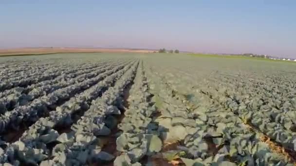 Een veld met rijpe kool — Stockvideo