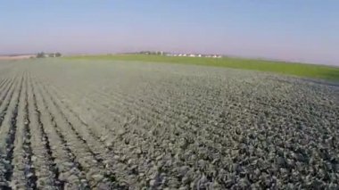 Olgun lahana tarlası 