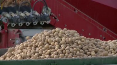 patates montaj hattı üzerinde al