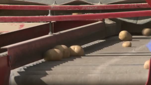 Les pommes de terre prennent sur la chaîne de montage — Video