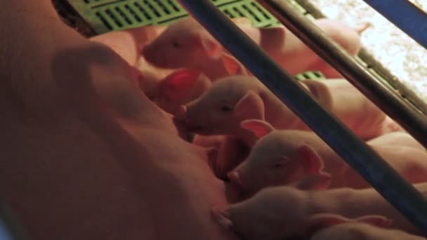 Doğu Avrupa'da domuz çiftliği — Stok video