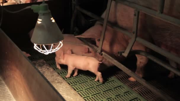 Pig farm in Eastern Europe — Stock Video