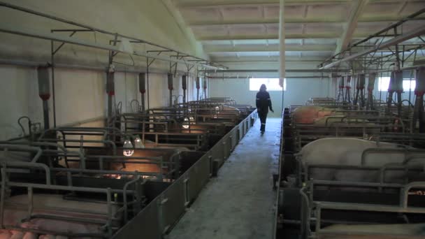 Pig farm in Eastern Europe — Stock Video