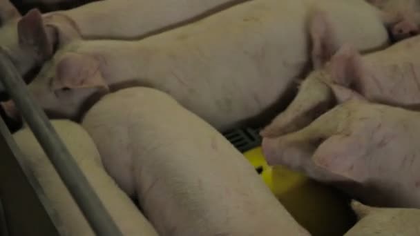Pig farm i Östeuropa — Stockvideo