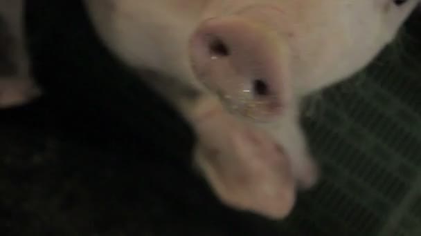 Pig farm i Östeuropa — Stockvideo