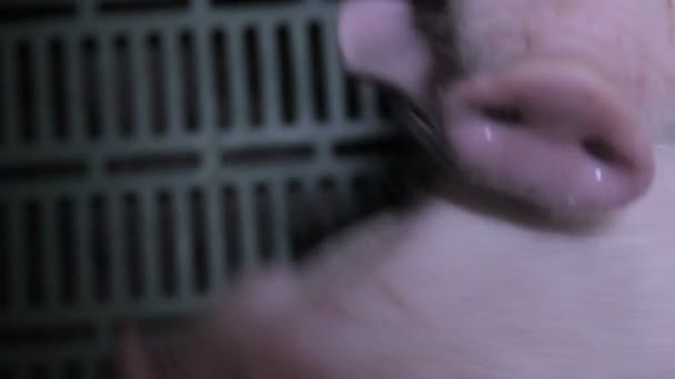 Pig farm i Östeuropa — Stockvideo