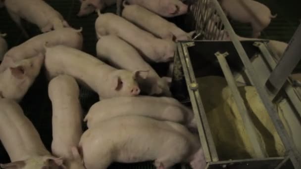 Pig farm in Eastern Europe — Stock Video