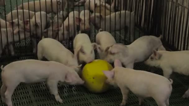 동부 유럽에서 돼지 농장 — 비디오
