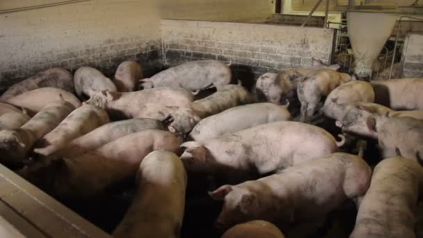 Pig farm i Östeuropa — Stockvideo