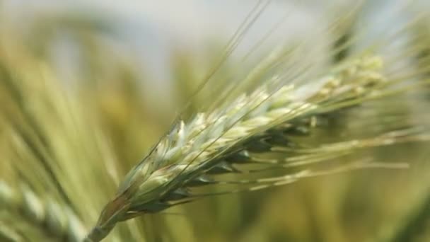 Groene korenaren tarwe op het veld — Stockvideo