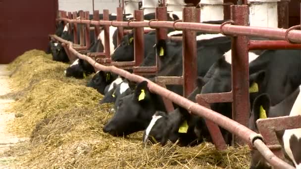 Vee boerderij, koeien te verhogen — Stockvideo