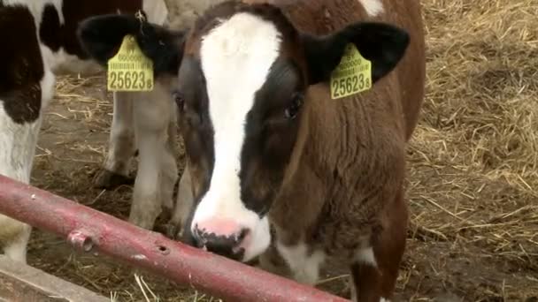 Állattenyésztési farm, figyelemfelkeltő tehén Stock Felvétel