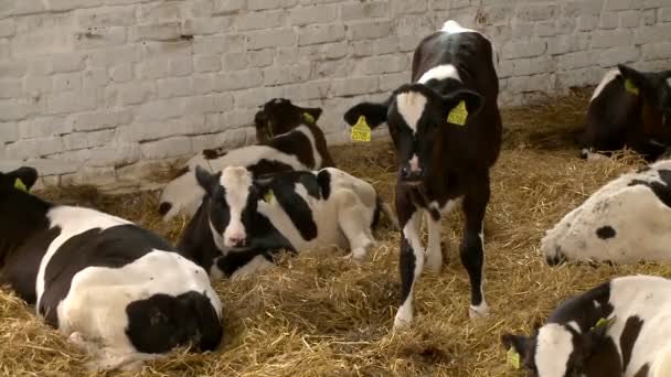 牛を飼う牧場 — ストック動画