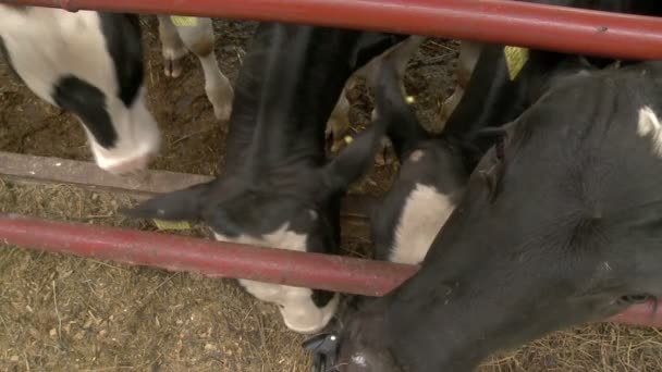 Állattenyésztési farm, figyelemfelkeltő tehén Videóklipek