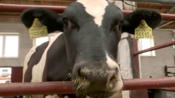Животноводство, разведение коров — стоковое видео