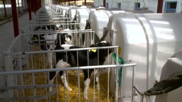 Vee boerderij, koeien te verhogen — Stockvideo