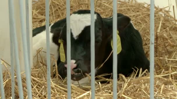 Ganadería, cría de vacas — Vídeos de Stock