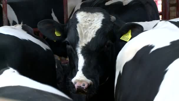 Criação de gado, criação de vacas — Vídeo de Stock