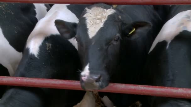 Vee boerderij, koeien te verhogen — Stockvideo