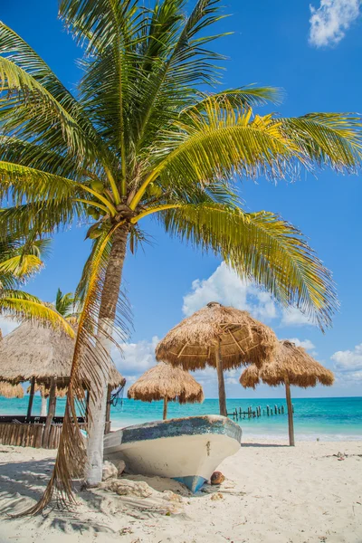 Bir palmiye ağacının altında sahilde tekne