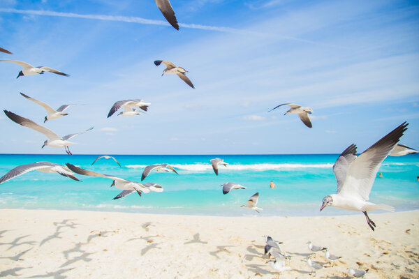 Birds on the beach.