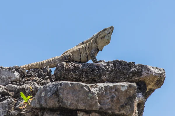 İguana bir tulum Maya harabelerini üzerinde. Eski şehir. Tulum sit alanı. Riviera Maya. Meksika