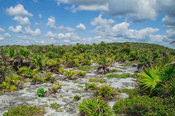 Palm Grove, çöl, Tulum, Meksika. Maya harabelerini bir tulum. Eski şehir. Tulum sit alanı. Riviera Maya. Meksika