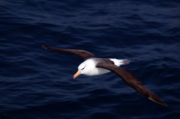 Siyah ve beyaz Albatros — Stok fotoğraf