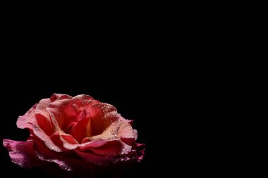 Siyah arkaplanda yağmur damlaları olan güzel pembe bir gül