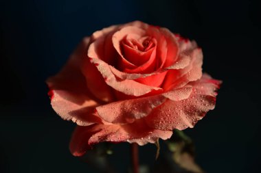 Güzel pembe gül yağmur damlaları