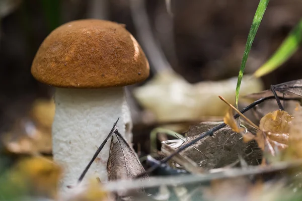 Cogumelo com folhas de outono e ramos — Fotografia de Stock