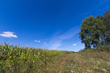 Mısır alan, yol ve ağaçları ile mavi gökyüzü