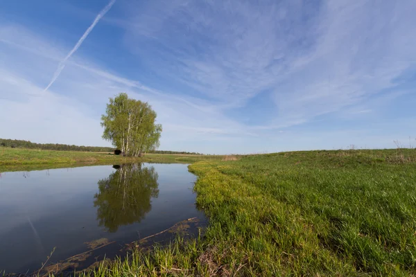 Landschaft mit einsamem Baum und kleinem Teich — Stockfoto
