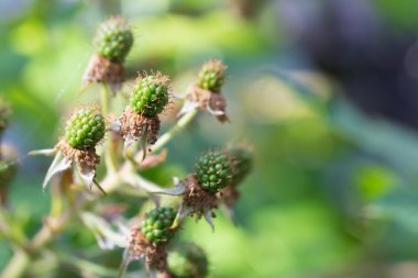 Yaz aylarında yeşil blackberry Bahçe örümcek ağı ile