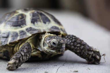 Kaplumbağa kapatın