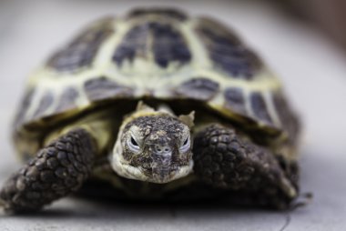 Kaplumbağa kapatın