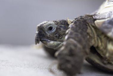 Kaplumbağa kapatın